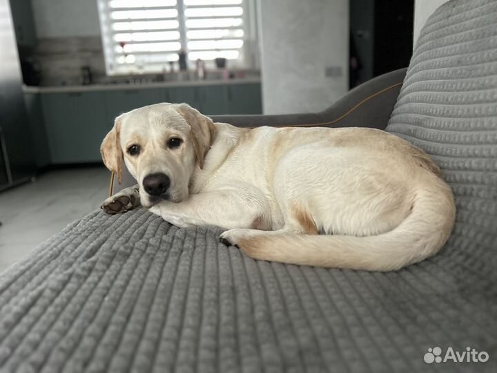 Вязка лабрадор