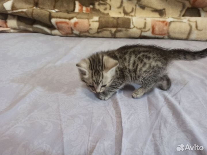 Кошки в добрые руки