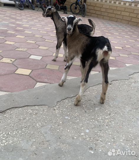 Козочки и козлик