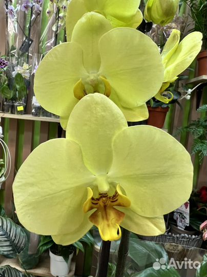 Орхидея фаленопсис желтая