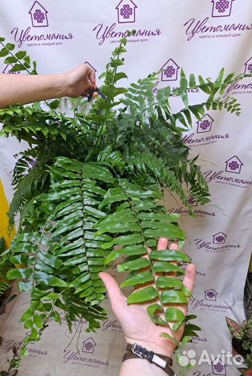 Диффенбахия, Алоказия, Папоротники и др