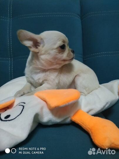 Щеночки чихуахуа