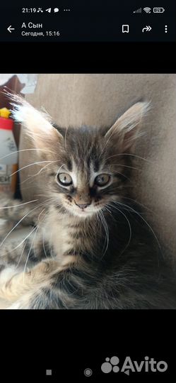 Котята в добрые руки,приучены к лотку