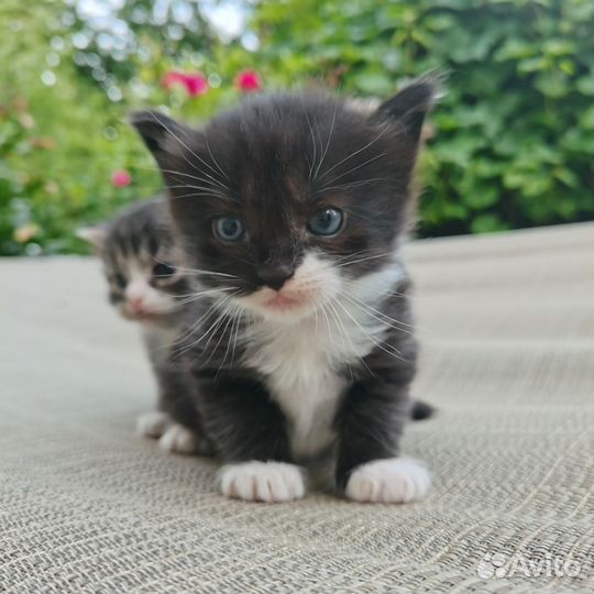 Отдадим котят в хорошие руки