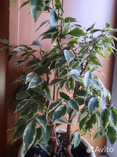 Фикус кинки