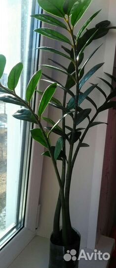 Алоэ. Замиокулькас