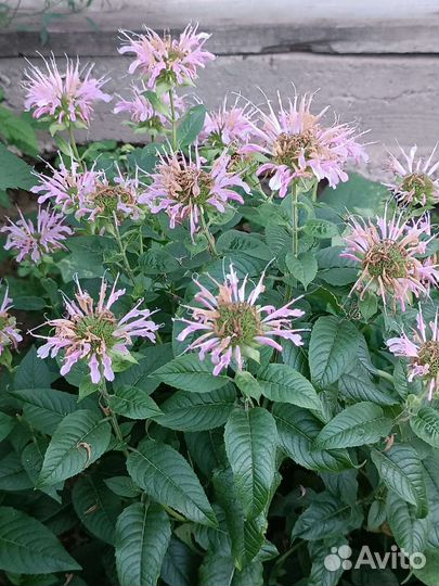 Кустарники, цветы (посадочный материал)