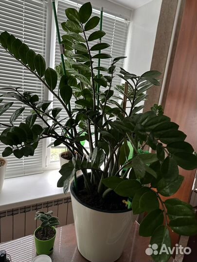 Замиакулькус