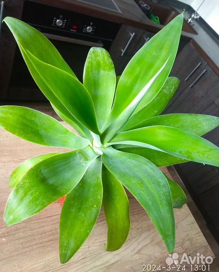 Агава Аттенуата