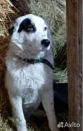 Ищу хозяев молодому псу