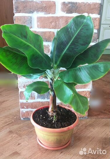 Банан домашний (Муса Тропикана)