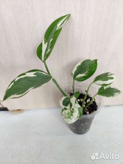 Укорененные растения 5