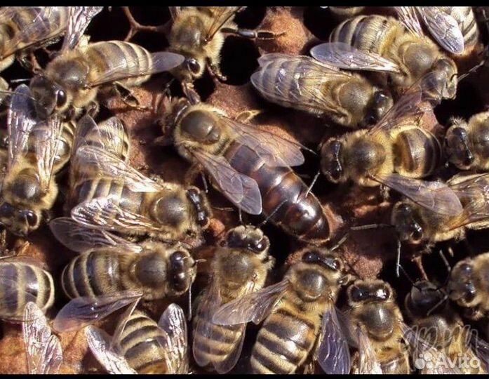 Пчеломатки Карника