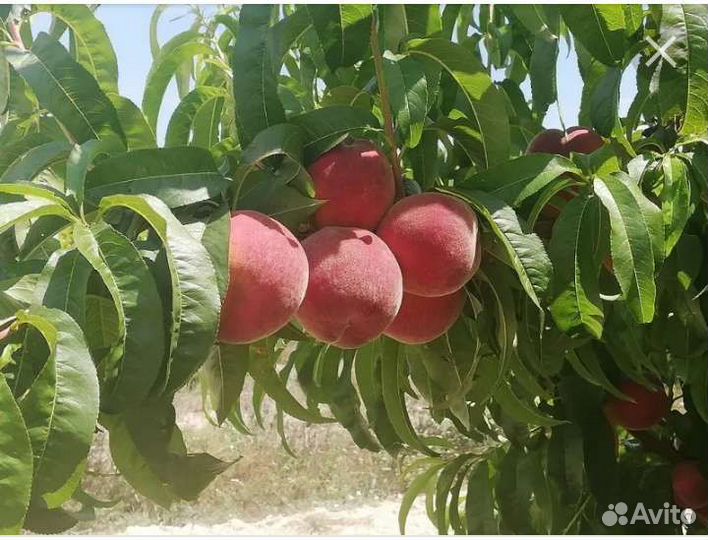 Персик районированный саженцы