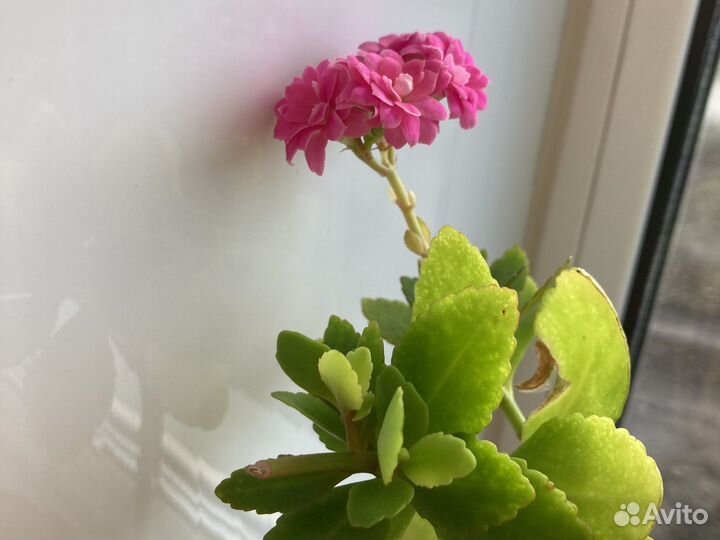 Каланхоэ цветущий