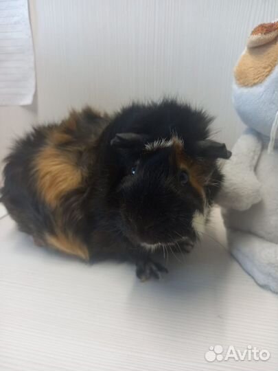 Морские свинки: малыши и взрослые