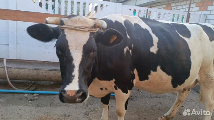 Корова дойная