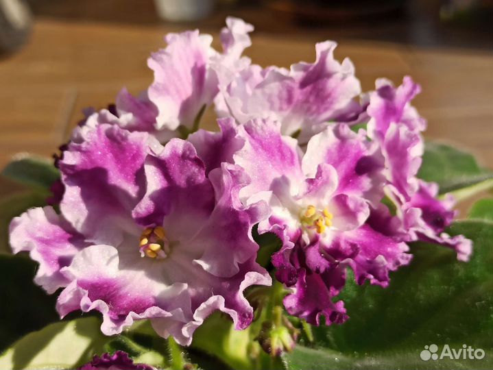 Комнатные цветы фиалки, кливия