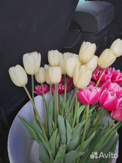 Тюльпаны на срез