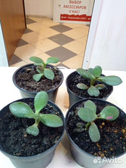 Толстянка (денежное дерево)