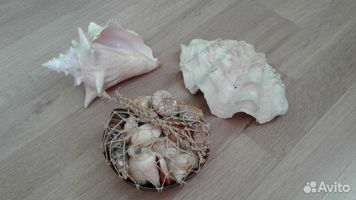 Раковины из Таиланда большие +