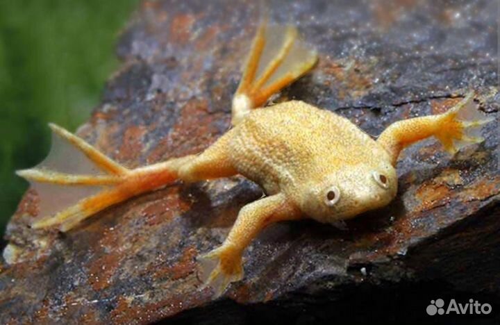 Аквариумные лягушки