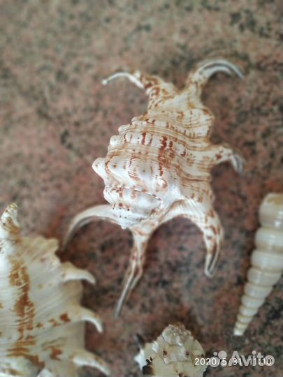 Натуральные ракушки японского моря