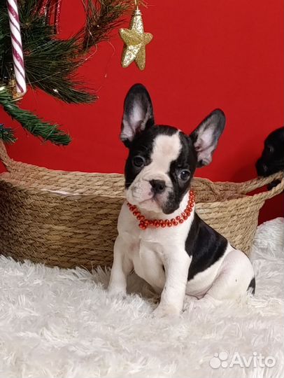 Французский бульдог