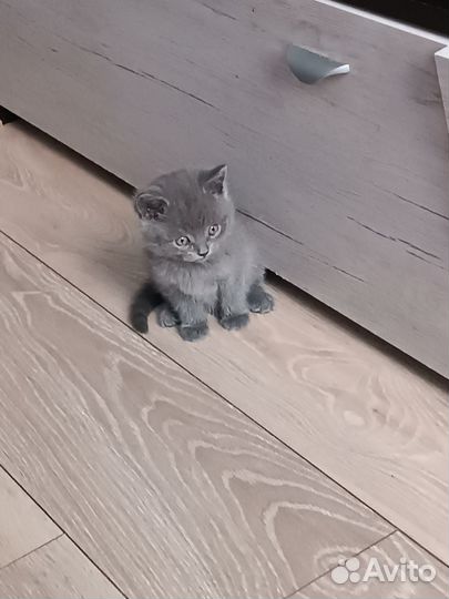 Шатланские котята