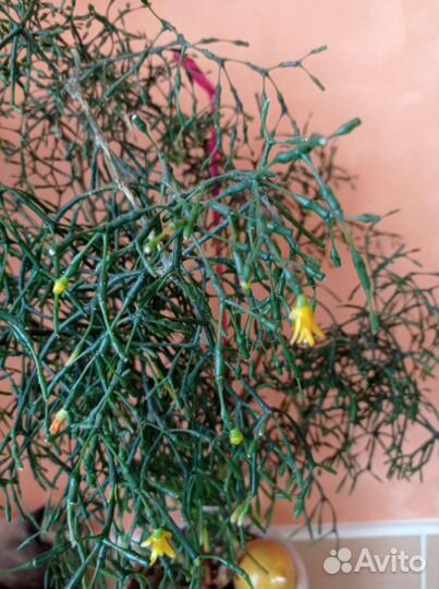 Хатиора оксалис