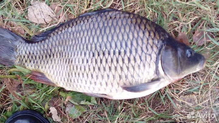 Карась свежий