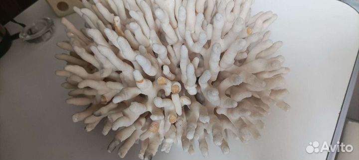 Настоящий большой коралл