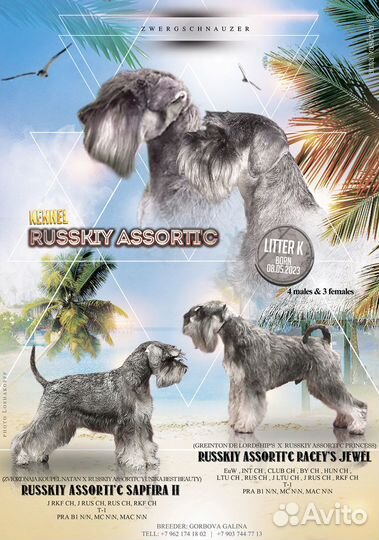 Цвергшнауцер щенки