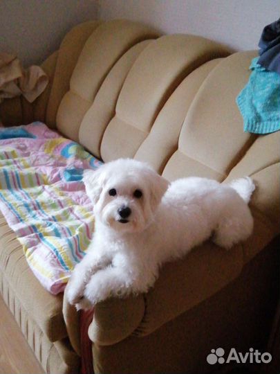 Вязка в Сочи