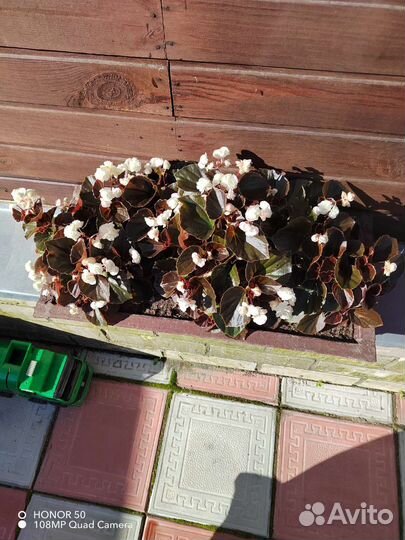 Бегония вечно цветущая вегетативная махровая