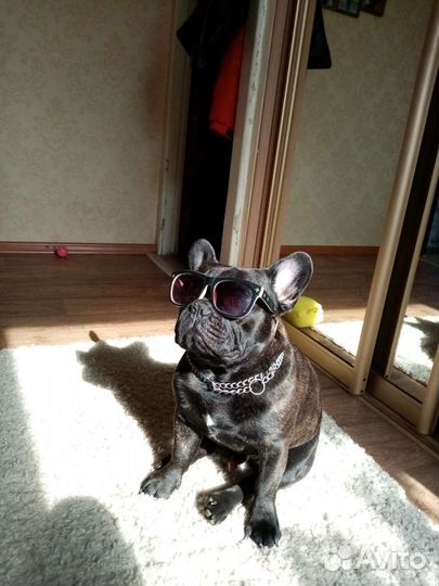 Вязка французского бульдога