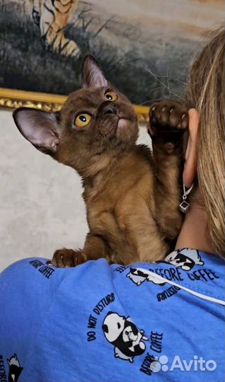 Бурманские котята