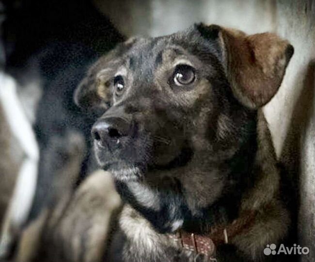 Щенки в добрые руки