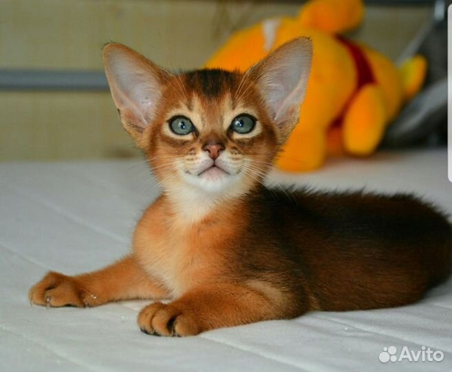Абиссинские котята