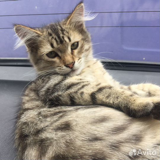 Отдаю котенка