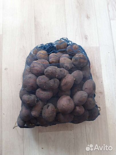 Семенной картофель