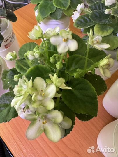 Фиалка сортовая