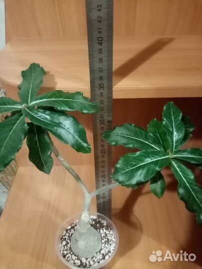 Прививка Персидский кот