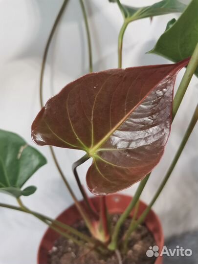 Антуриум Принцесса Амалия Хот Липс