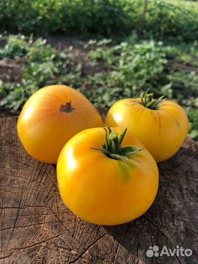 Семена редких томатов - Гномы