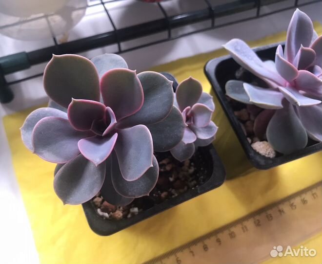 Суккулент. Эхевения Жемчужина Нюнберга