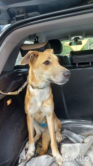 Нежная Лия нуждается в доме или передержке