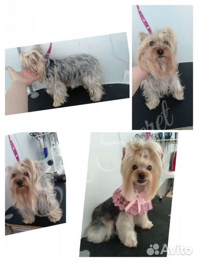 Груминг собак и кошек