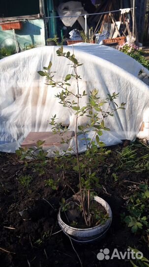 Снежноягодник