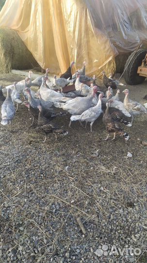 Индюки домашние